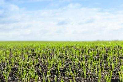 Spring Lawn Hydroseeding