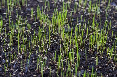 Yard Overseeding in Ventura County, CA